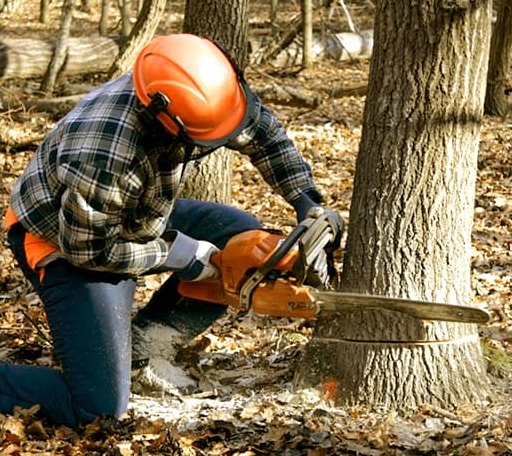 Tree Removal in Lac Du Flambeau, WI